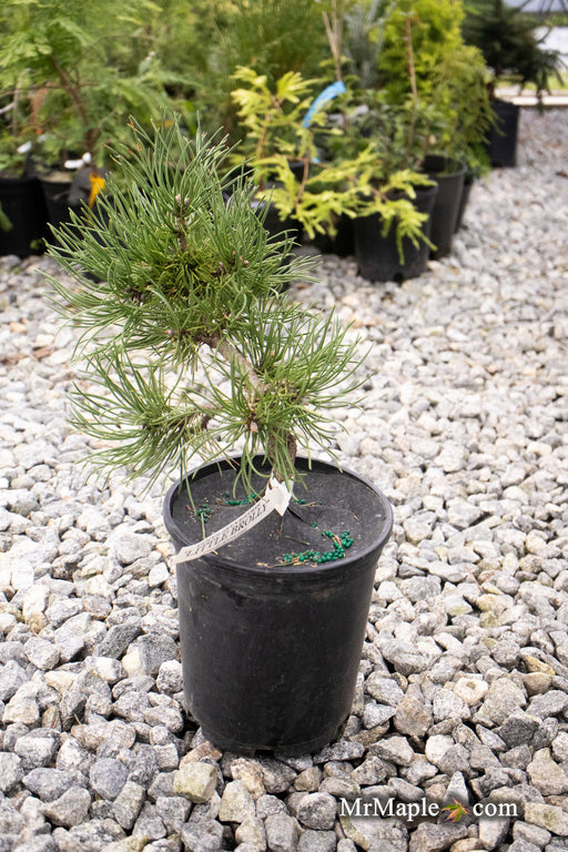 - Pinus sylvestris 'Little Brolly' Dwarf Scots Pine - Mr Maple │ Buy Japanese Maple Trees