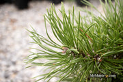 - Pinus sylvestris 'Little Brolly' Dwarf Scots Pine - Mr Maple │ Buy Japanese Maple Trees