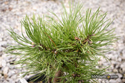 - Pinus sylvestris 'Little Brolly' Dwarf Scots Pine - Mr Maple │ Buy Japanese Maple Trees