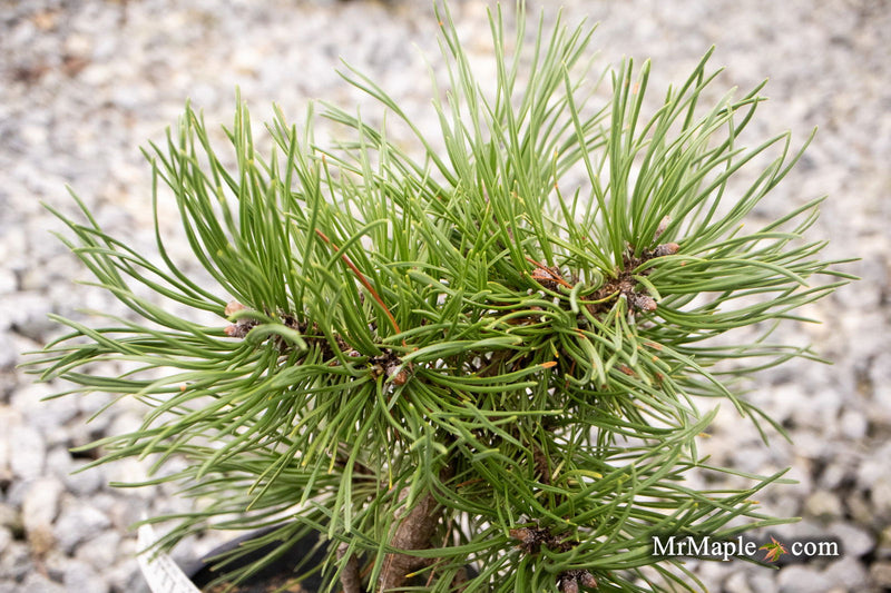 - Pinus sylvestris 'Little Brolly' Dwarf Scots Pine - Mr Maple │ Buy Japanese Maple Trees