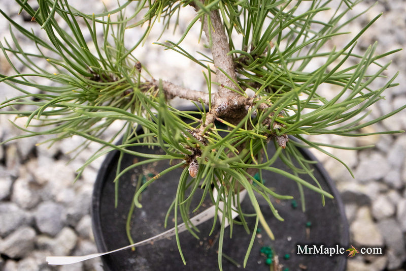 - Pinus sylvestris 'Little Brolly' Dwarf Scots Pine - Mr Maple │ Buy Japanese Maple Trees