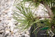 - Pinus sylvestris 'Little Brolly' Dwarf Scots Pine - Mr Maple │ Buy Japanese Maple Trees