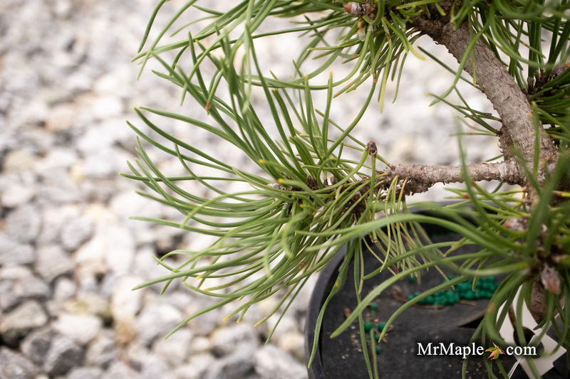 - Pinus sylvestris 'Little Brolly' Dwarf Scots Pine - Mr Maple │ Buy Japanese Maple Trees