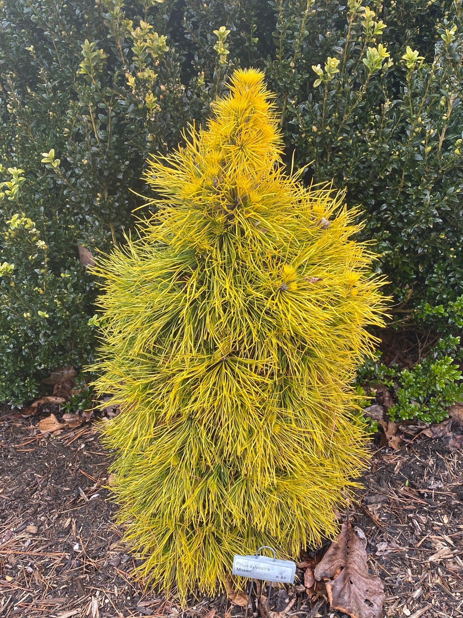 pinetree です。 Buy Pinus sylvestris 'Moseri' Dwarf Yellow Scots Pine — Mr Maple