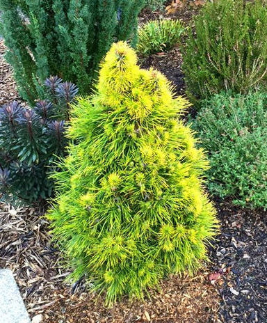 - Pinus sylvestris 'Moseri' Dwarf Yellow Scots Pine - Mr Maple │ Buy Japanese Maple Trees