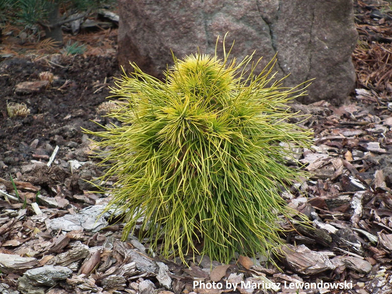 - Pinus sylvestris 'Moseri' Dwarf Yellow Scots Pine - Mr Maple │ Buy Japanese Maple Trees