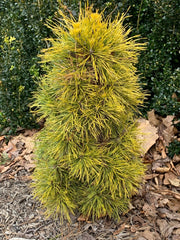 - Pinus sylvestris 'Moseri' Dwarf Yellow Scots Pine - Mr Maple │ Buy Japanese Maple Trees