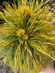 - Pinus sylvestris 'Moseri' Dwarf Yellow Scots Pine - Mr Maple │ Buy Japanese Maple Trees