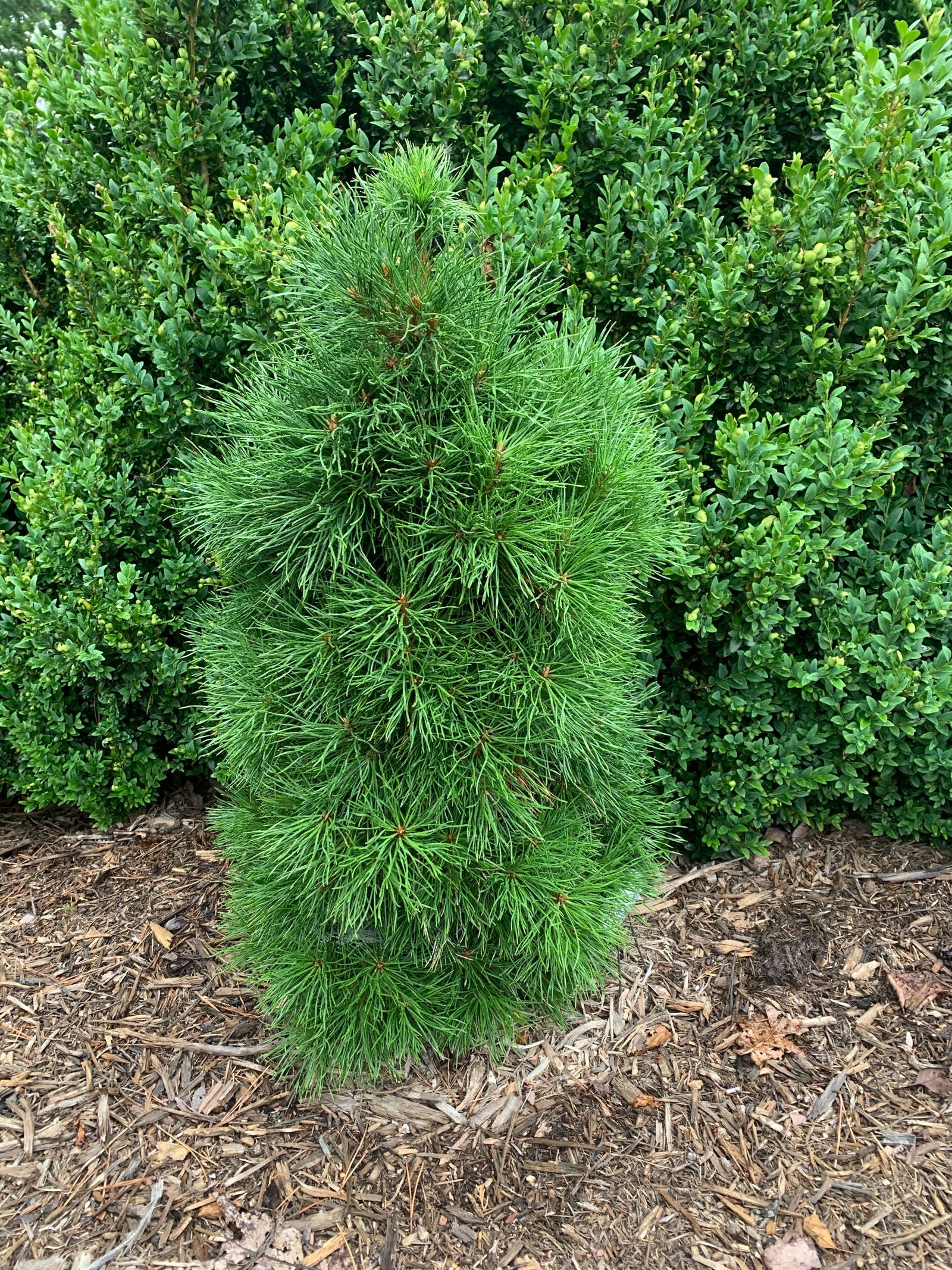 Buy Pinus sylvestris 'Moseri' Dwarf Yellow Scots Pine — Mr Maple