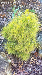 - Pinus sylvestris 'Moseri' Dwarf Yellow Scots Pine - Mr Maple │ Buy Japanese Maple Trees