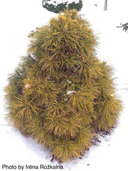 - Pinus sylvestris 'Moseri' Dwarf Yellow Scots Pine - Mr Maple │ Buy Japanese Maple Trees