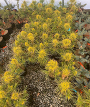 - Pinus sylvestris 'Moseri' Dwarf Yellow Scots Pine - Mr Maple │ Buy Japanese Maple Trees