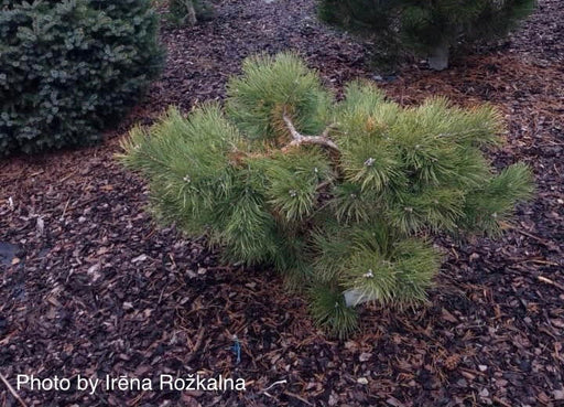 - Pinus sylvestris 'Repens' Spreading Scots Pine - Mr Maple │ Buy Japanese Maple Trees