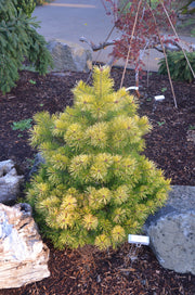 - Pinus sylvestris 'Trollguld' Dwarf Scots Pine - Mr Maple │ Buy Japanese Maple Trees