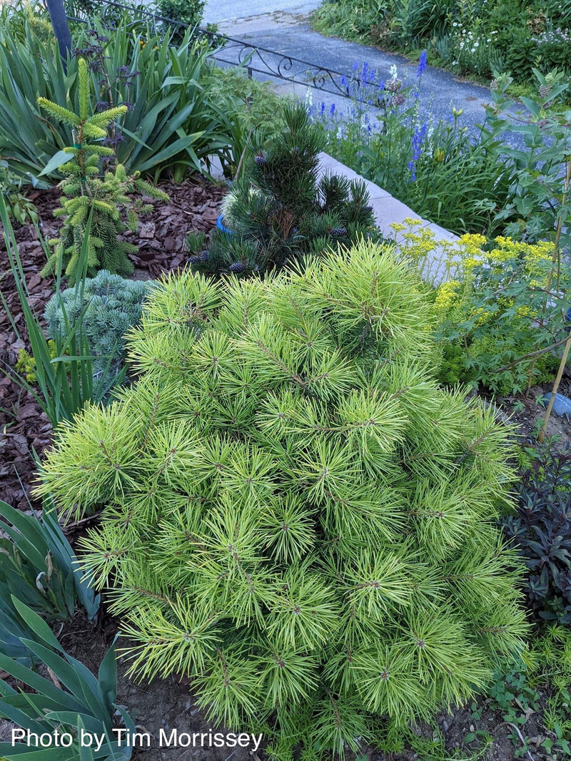 - Pinus sylvestris 'Trollguld' Dwarf Scots Pine - Mr Maple │ Buy Japanese Maple Trees