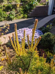 - Pinus sylvestris 'Trollguld' Dwarf Scots Pine - Mr Maple │ Buy Japanese Maple Trees