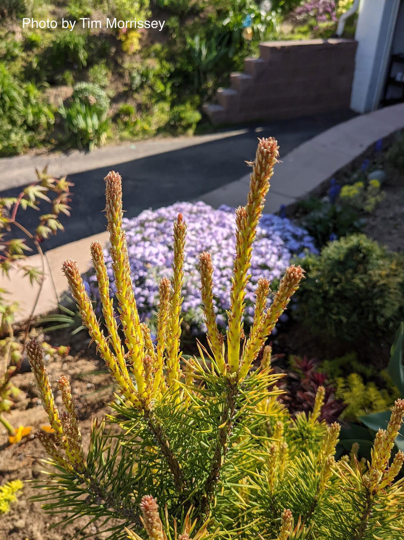 - Pinus sylvestris 'Trollguld' Dwarf Scots Pine - Mr Maple │ Buy Japanese Maple Trees