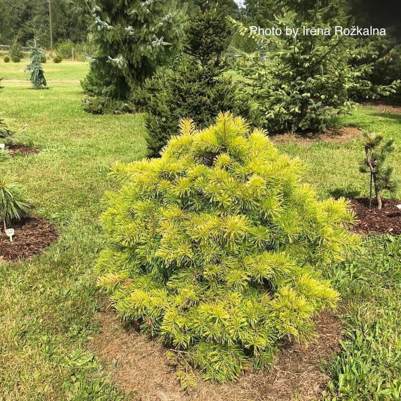 - Pinus sylvestris 'Trollguld' Dwarf Scots Pine - Mr Maple │ Buy Japanese Maple Trees