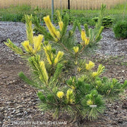 - Pinus thunbergii 'Aocha' Golden Japanese Black Pine Tree - Mr Maple │ Buy Japanese Maple Trees