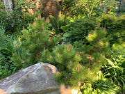- Pinus thunbergii 'Banshosho' Dwarf Japanese Black Pine Tree - Mr Maple │ Buy Japanese Maple Trees