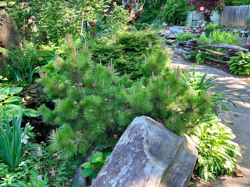 - Pinus thunbergii 'Banshosho' Dwarf Japanese Black Pine Tree - Mr Maple │ Buy Japanese Maple Trees