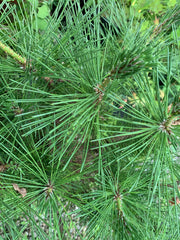 - Pinus thunbergii 'Banshosho' Dwarf Japanese Black Pine Tree - Mr Maple │ Buy Japanese Maple Trees
