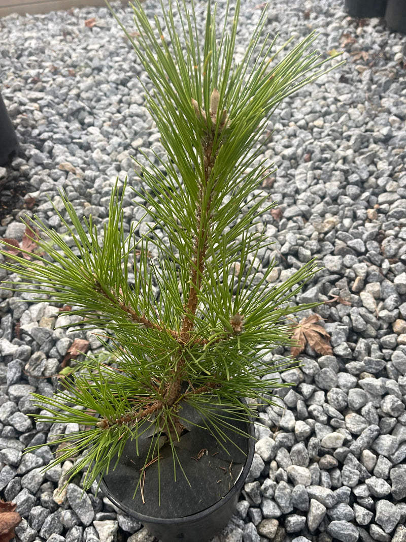 - Pinus thunbergii 'Green Elf' Dwarf Japanese Black Pine Tree - Mr Maple │ Buy Japanese Maple Trees