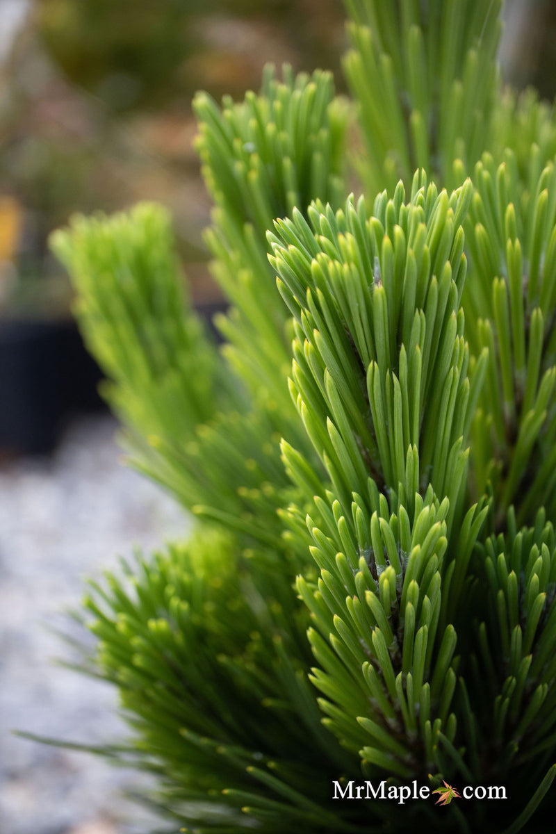 - Pinus thunbergii 'Henry Wiessenberger' Japanese Black Pine Tree - Mr Maple │ Buy Japanese Maple Trees