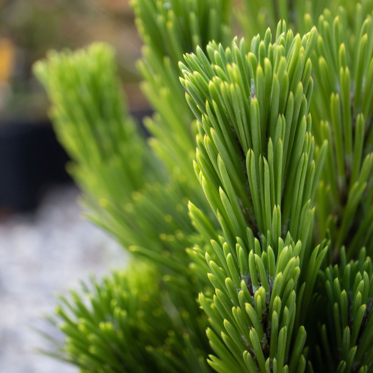 Buy Pinus thunbergii 'Henry Wiessenberger' Dwarf Japanese Black