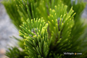 - Pinus thunbergii 'Henry Wiessenberger' Japanese Black Pine Tree - Mr Maple │ Buy Japanese Maple Trees