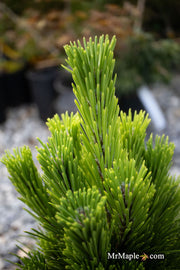 - Pinus thunbergii 'Henry Wiessenberger' Japanese Black Pine Tree - Mr Maple │ Buy Japanese Maple Trees