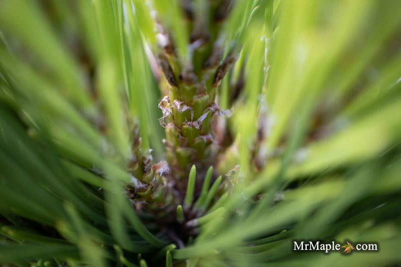 - Pinus thunbergii 'Henry Wiessenberger' Japanese Black Pine Tree - Mr Maple │ Buy Japanese Maple Trees