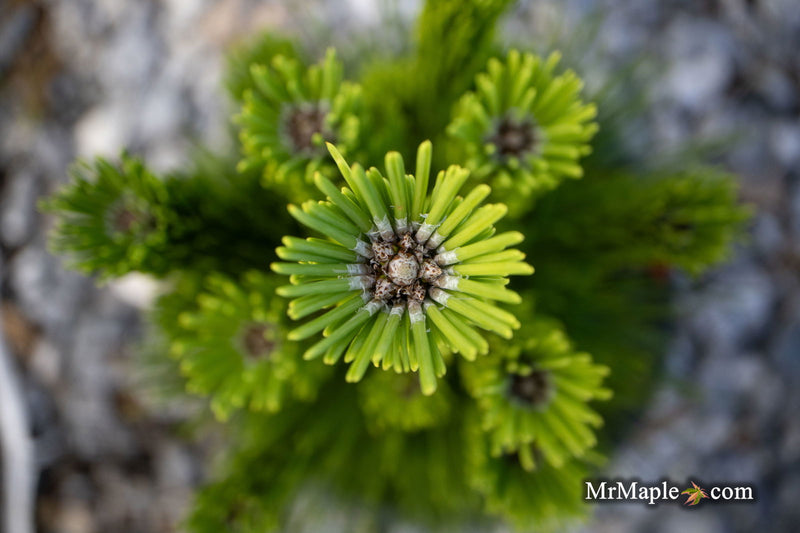 - Pinus thunbergii 'Henry Wiessenberger' Japanese Black Pine Tree - Mr Maple │ Buy Japanese Maple Trees