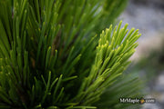 - Pinus thunbergii 'Henry Wiessenberger' Japanese Black Pine Tree - Mr Maple │ Buy Japanese Maple Trees