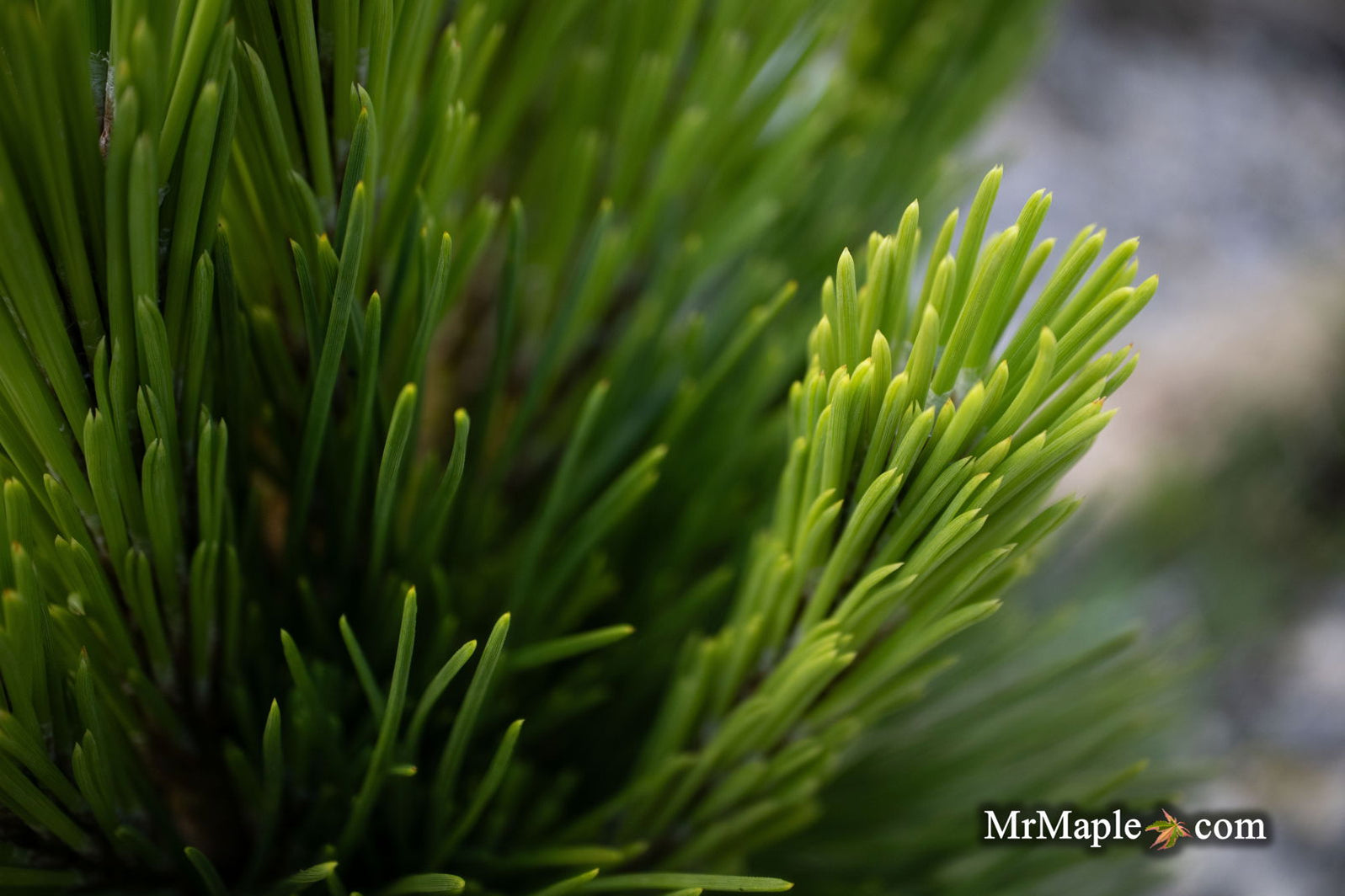 Buy Pinus thunbergii 'Henry Wiessenberger' Dwarf Japanese Black Pine ...