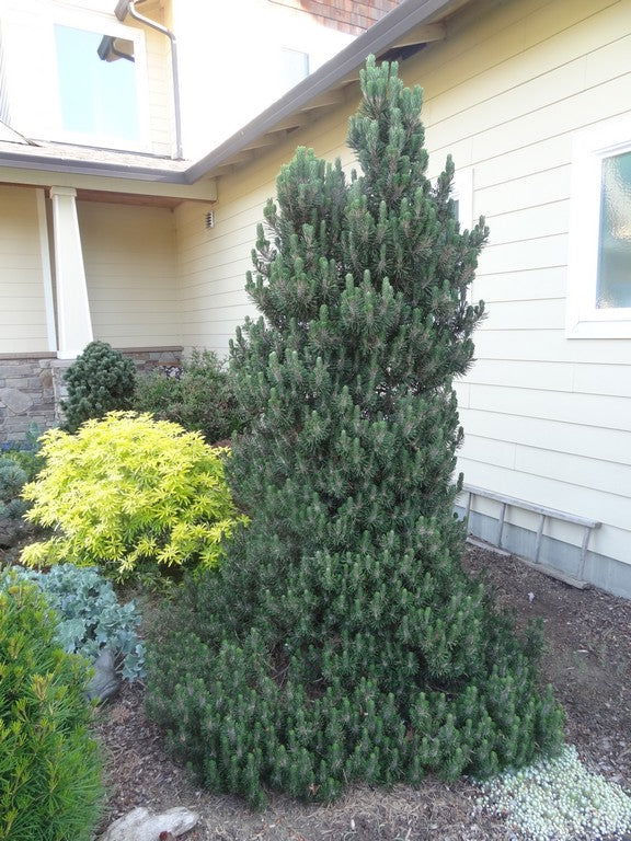 kotobuki bonsai Buy Pinus thunbergii 'Kotobuki' Japanese Black Pine — Mr Maple │ Buy  Japanese Maple Trees