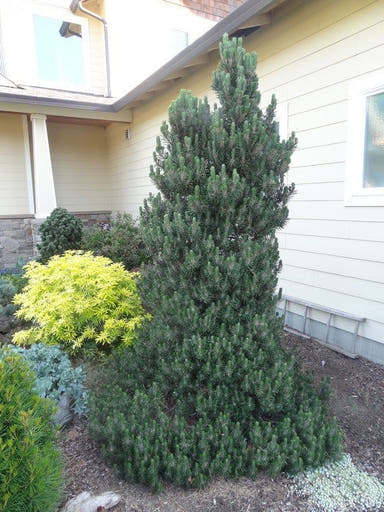 - Pinus thunbergii 'Kotobuki' Japanese Black Pine - Mr Maple │ Buy Japanese Maple Trees