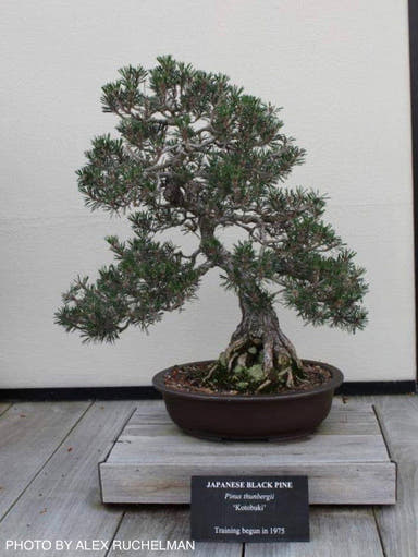 - Pinus thunbergii 'Kotobuki' Japanese Black Pine - Mr Maple │ Buy Japanese Maple Trees