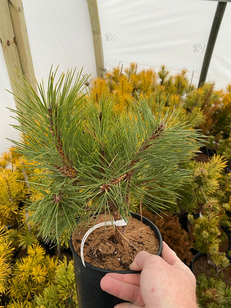 - Pinus thunbergii 'Koyosho' Dwarf Japanese Black Pine Tree - Mr Maple │ Buy Japanese Maple Trees