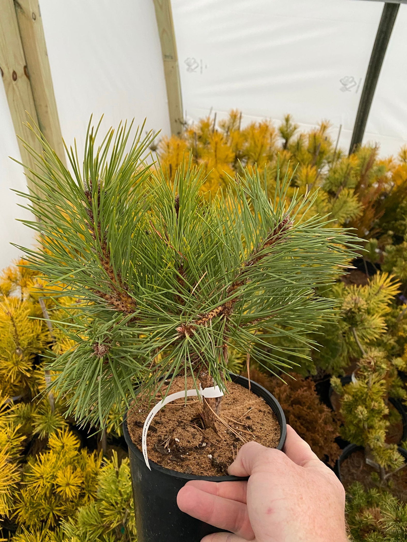 buy-pinus-thunbergii-nana-koyosho-dwarf-japanese-black-pine-tree-mr