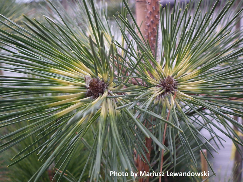- Pinus thunbergii 'Oculus Draconis' Variegated Japanese Black Pine Tree - Mr Maple │ Buy Japanese Maple Trees