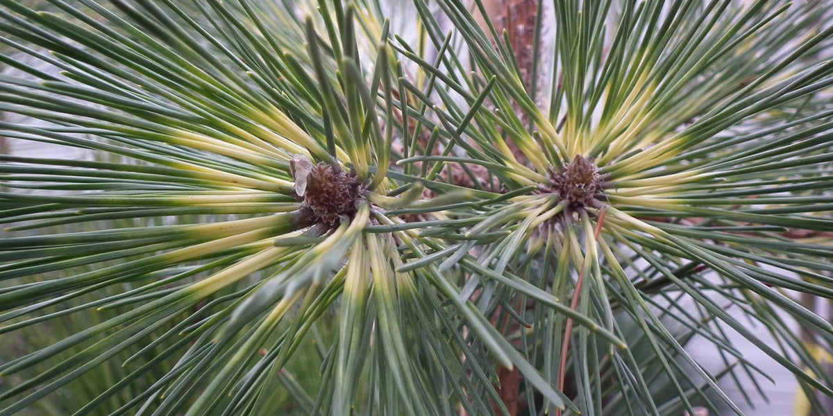 Buy Pinus thunbergii 'Oculus Draconis' Variegated Japanese Black