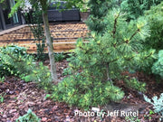 - Pinus thunbergii 'Oculus Draconis' Variegated Japanese Black Pine Tree - Mr Maple │ Buy Japanese Maple Trees