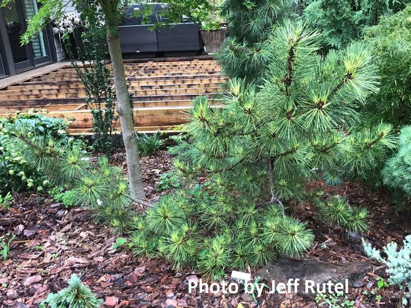 - Pinus thunbergii 'Oculus Draconis' Variegated Japanese Black Pine Tree - Mr Maple │ Buy Japanese Maple Trees