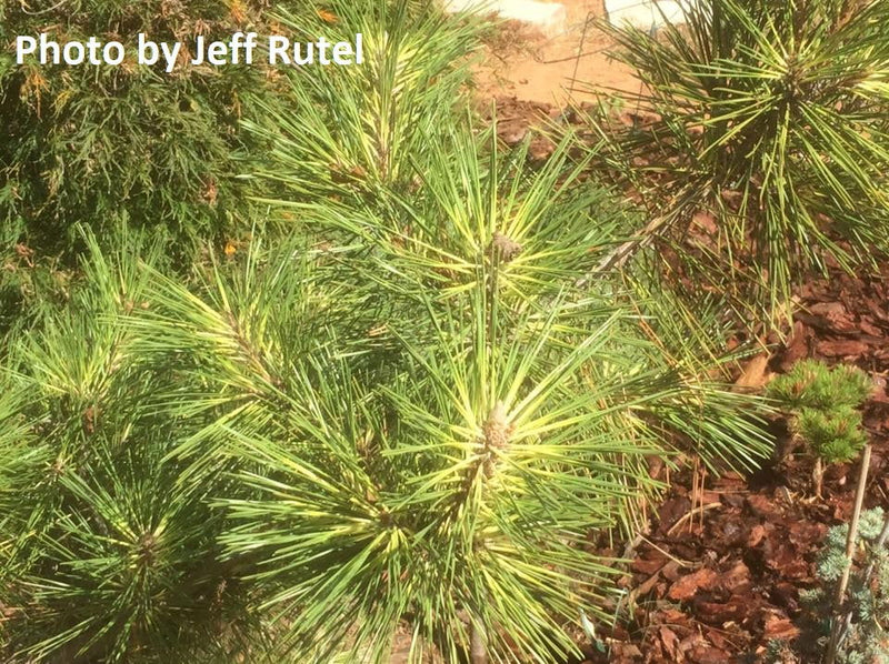 - Pinus thunbergii 'Oculus Draconis' Variegated Japanese Black Pine Tree - Mr Maple │ Buy Japanese Maple Trees