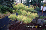 - Pinus thunbergii 'Ogon' Golden Japanese Black Pine Tree - Mr Maple │ Buy Japanese Maple Trees