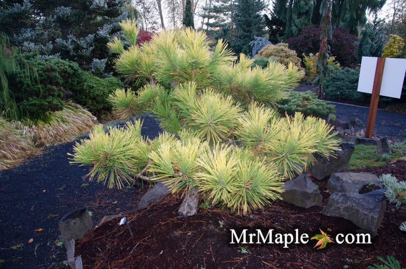 - Pinus thunbergii 'Ogon' Golden Japanese Black Pine Tree - Mr Maple │ Buy Japanese Maple Trees
