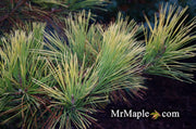 - Pinus thunbergii 'Ogon' Golden Japanese Black Pine Tree - Mr Maple │ Buy Japanese Maple Trees