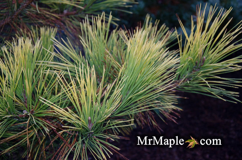 - Pinus thunbergii 'Ogon' Golden Japanese Black Pine Tree - Mr Maple │ Buy Japanese Maple Trees