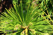- Pinus thunbergii 'Ogon' Golden Japanese Black Pine Tree - Mr Maple │ Buy Japanese Maple Trees